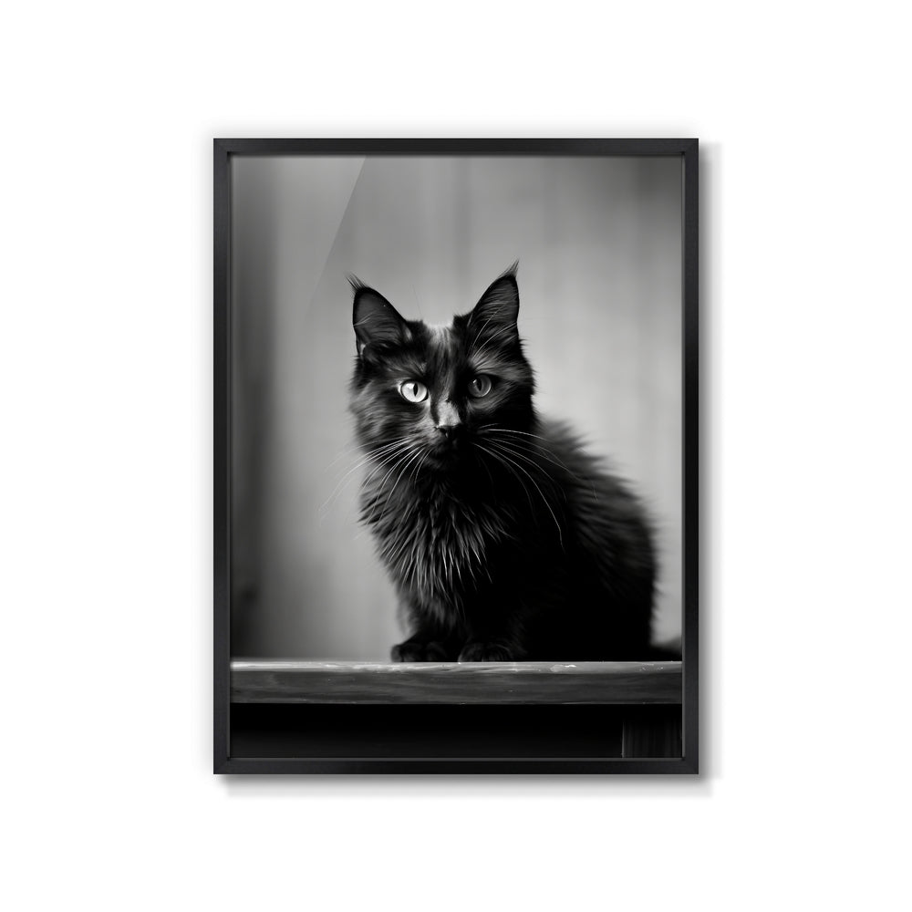 The Black Cat. - Poster Drops